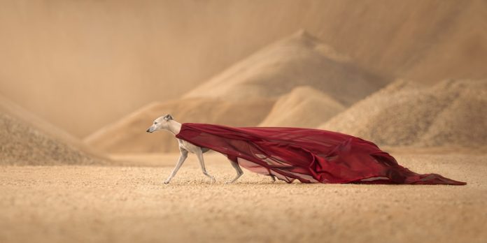 Las 15 mejores fotografías de perros que capturan la esencia y alegría canina, según un concurso internacional