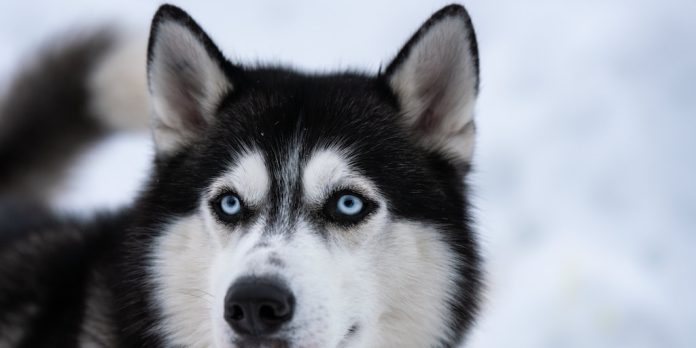 Un descubrimiento en Alaska revela que humanos y perros compartían alimentos hace 12.000 años