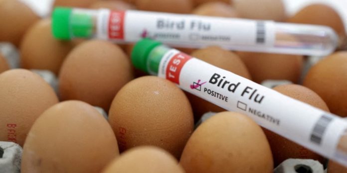 Aumentan los casos de gripe aviar en la región: recomendaciones para prevenirla