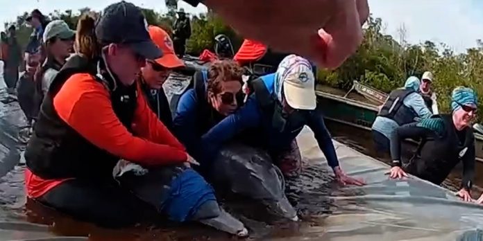 El extraordinario rescate de dos delfines atrapados en un laberinto de manglares de Florida