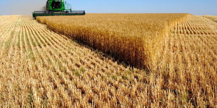 Avanza la cosecha de trigo en el sur del área agrícola