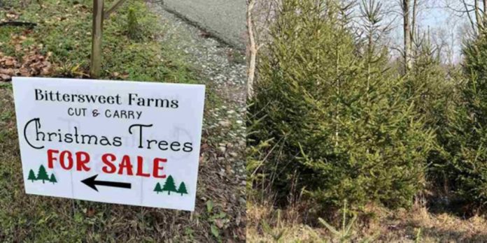 Una familia pone en venta 1.000 árboles de Navidad plantados hace una década para financiar la educación de sus nietos