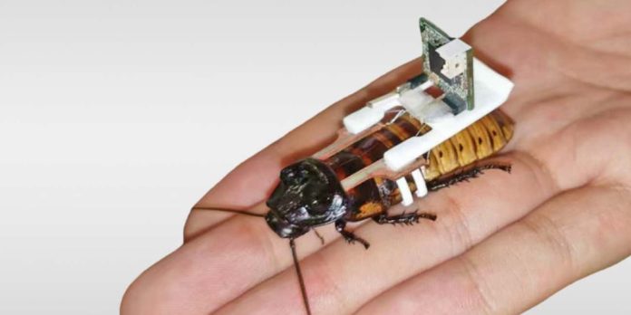 Qué son y para qué sirven las cucarachas cyborg
