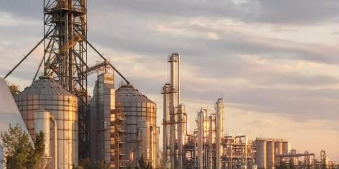 Aprobaron una nueva levadura para mejorar la producción de bioetanol