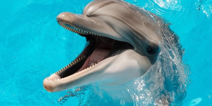 Delfines dan positivo al fentanilo