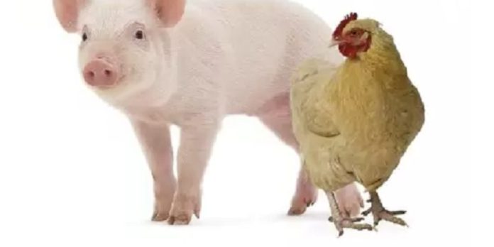 Autorizaron nuevas vacunas biotecnológicas para proteger la sanidad porcina y aviar