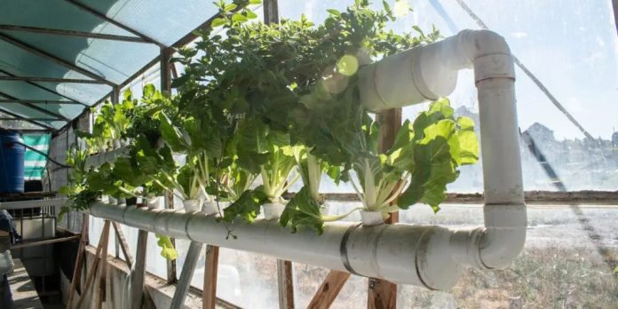 Acuaponía: una solución sostenible que une peces y vegetales