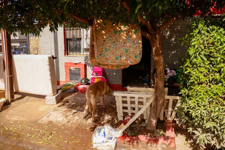 Emergencia en Bahía Blanca: el drama de los animales tras las inundaciones