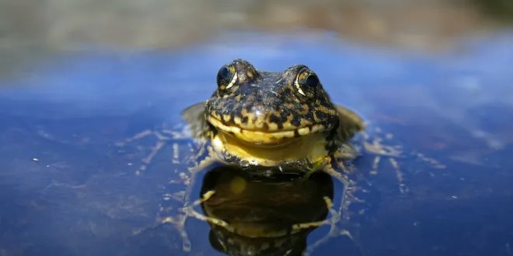 Científicos salvaron una especie casi extinta de las grandes montañas del Parque  Nacional de Yosemite – Vive la Plata