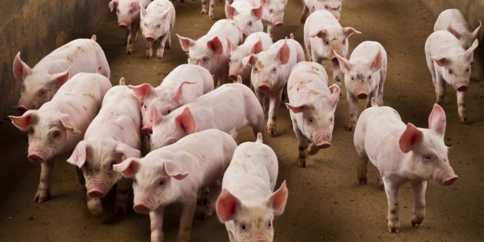 La bioseguridad en el traslado de cerdos: el camino hacia una producción porcina más segura