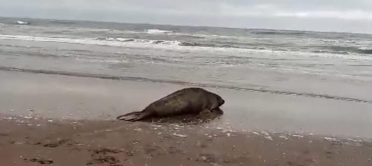 Emotiva liberación: el elefante marino hallado en el Arroyo El Gato volvió al mar