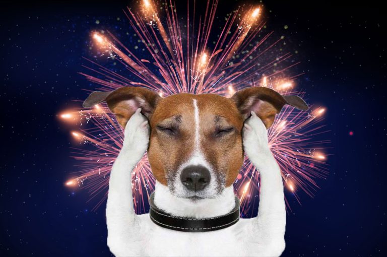 Por qué la Navidad sin fuegos artificiales beneficia a los animales y cómo protegerlos