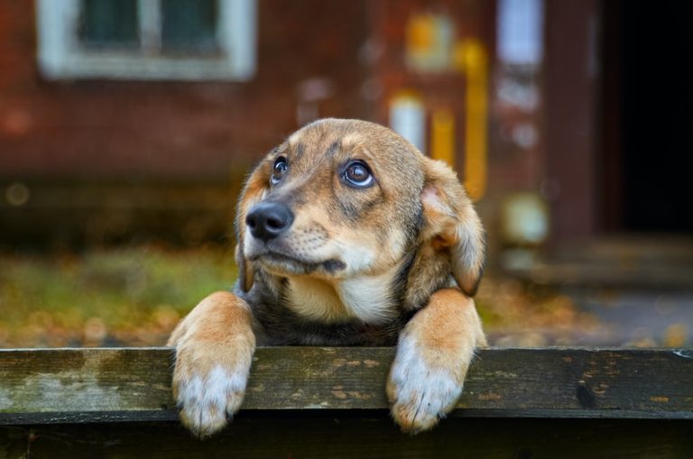 Indignación en La Plata: familia abandonó a su perra preñada en San Carlos