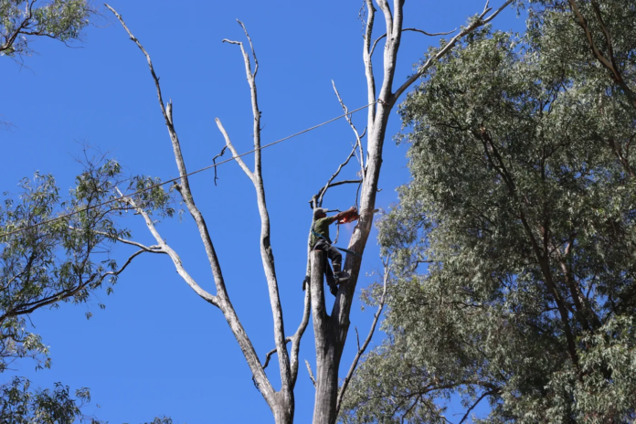 Tala de árbol en Parque Saavedra