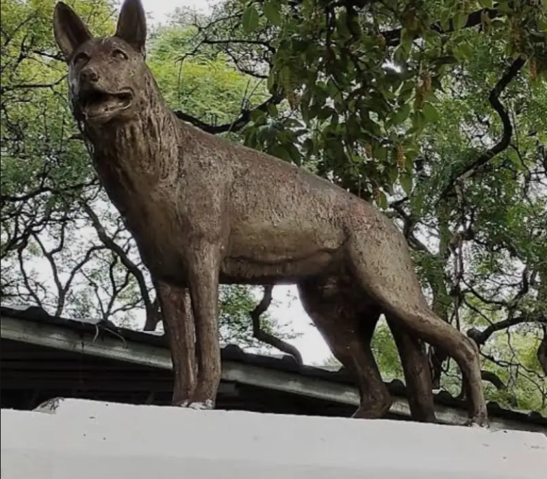 chonino